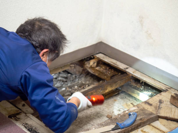 Best Mold Cleaning Services  in Greenville, VA