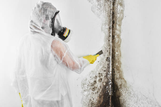 Best Commercial Mold Removal  in Greenville, VA