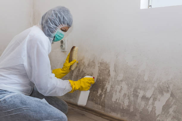 Best Professional Mold Removal  in Greenville, VA