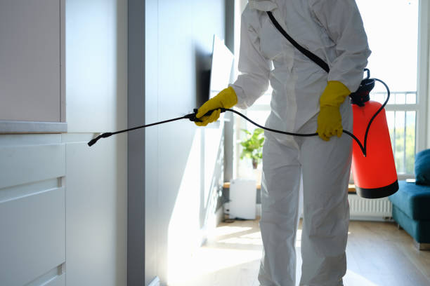 Best Same-Day Mold Removal  in Greenville, VA
