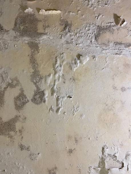 Best Toxic Mold Removal  in Greenville, VA