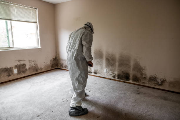 Attic Mold Removal in Greenville, VA