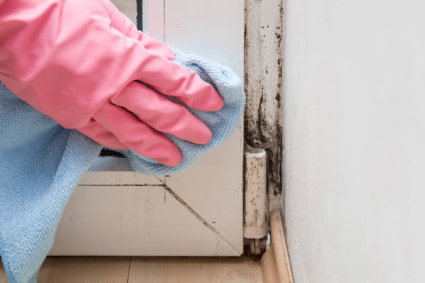 Best Mold Remediation  in Greenville, VA