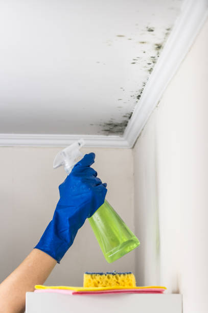 Best Mold Removal Company Near Me  in Greenville, VA